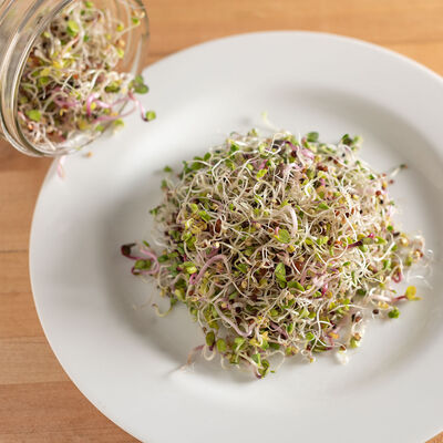 Sprouting Mix Sprouts