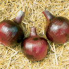 Redwing Onion Plants