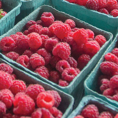 Boyne Raspberry