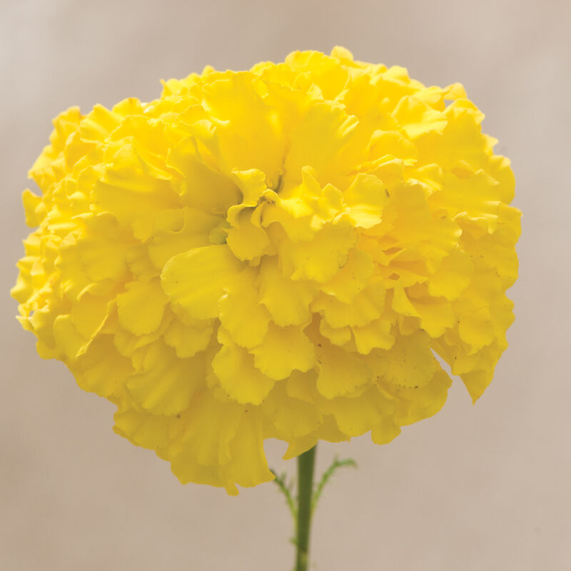 Giant Yellow Marigold