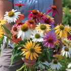 Paradiso Tall Mix Echinacea (Coneflower)