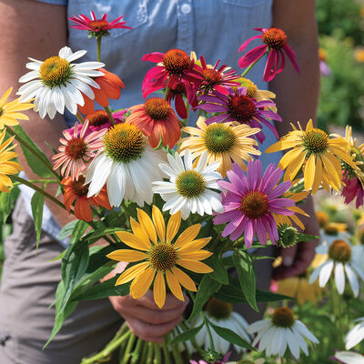 Paradiso Tall Mix Echinacea (Coneflower)