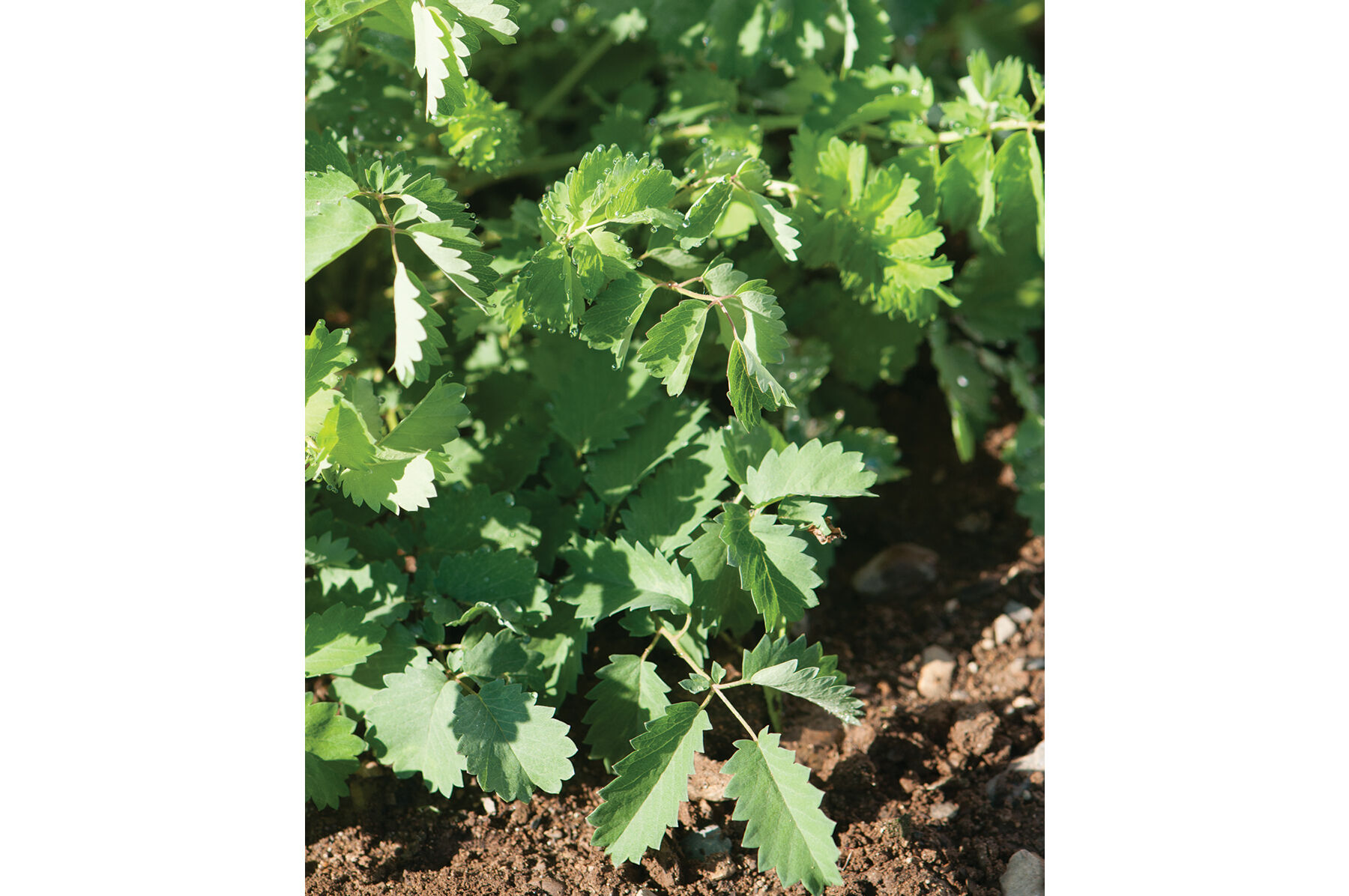 Salad Burnet Salad Burnet