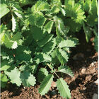 Salad Burnet Salad Burnet