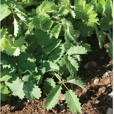 Salad Burnet Salad Burnet Salad Burnet