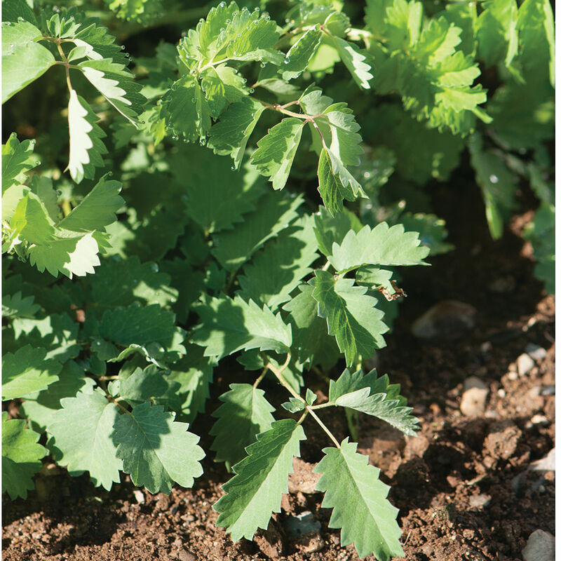 Salad Burnet Salad Burnet