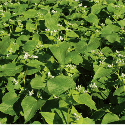 Buckwheat Buckwheat (Cover Crop)