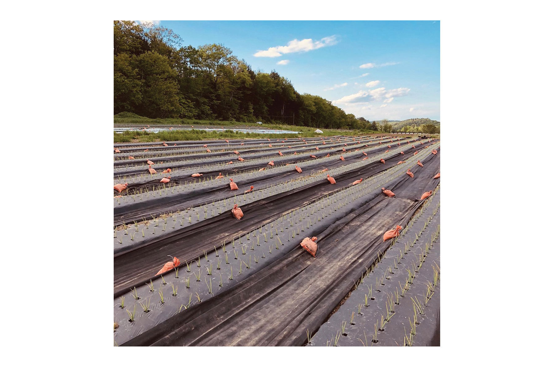 Black Weed Fabric &ndash; 4' x 100' Mulches and Weed Barrier