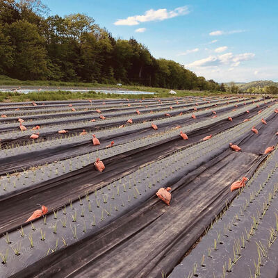 Black Weed Fabric – 4' x 100' Black Weed Fabric – 4' x 100' Mulches and Weed Barrier