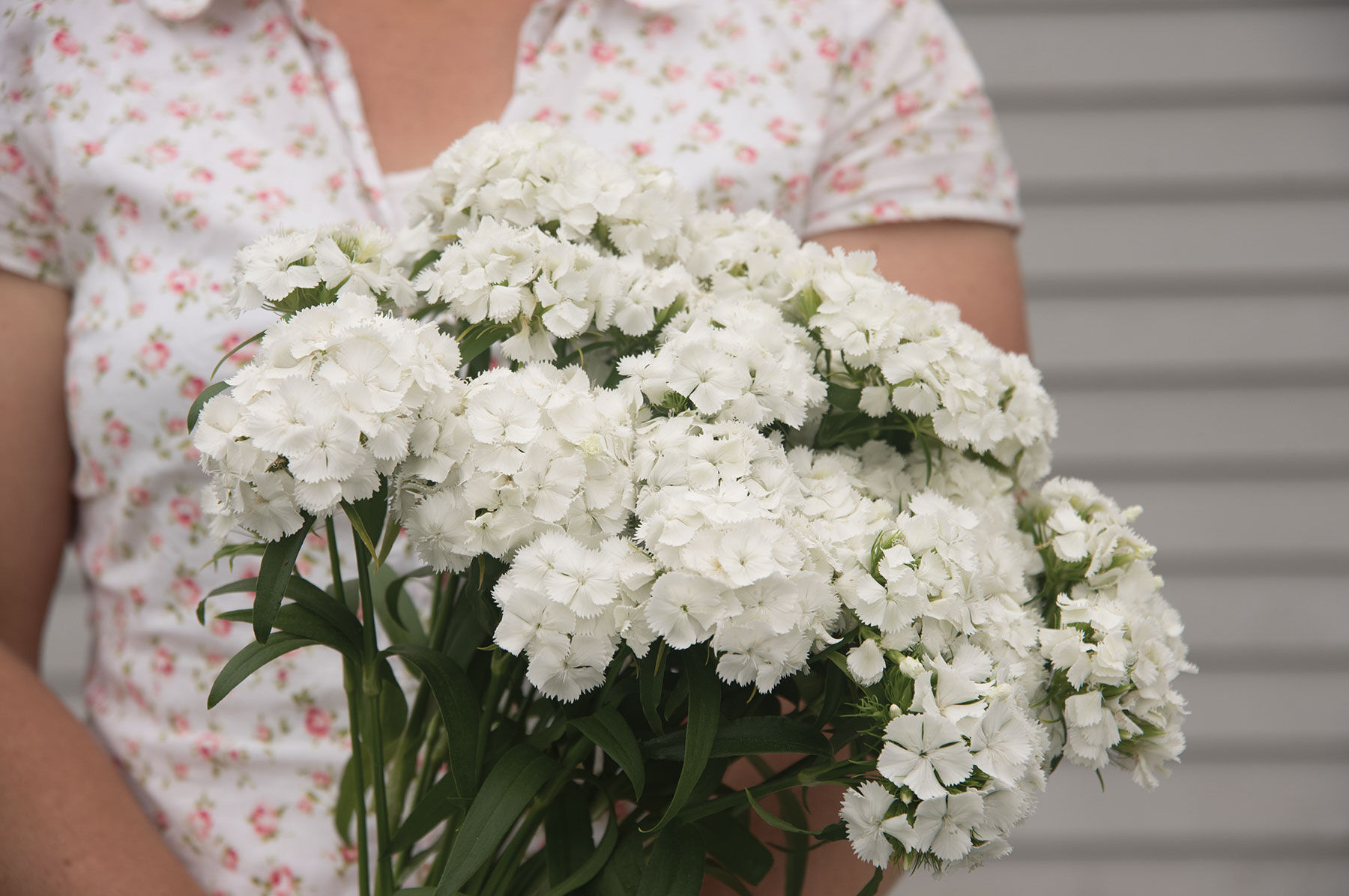 White dianthus store