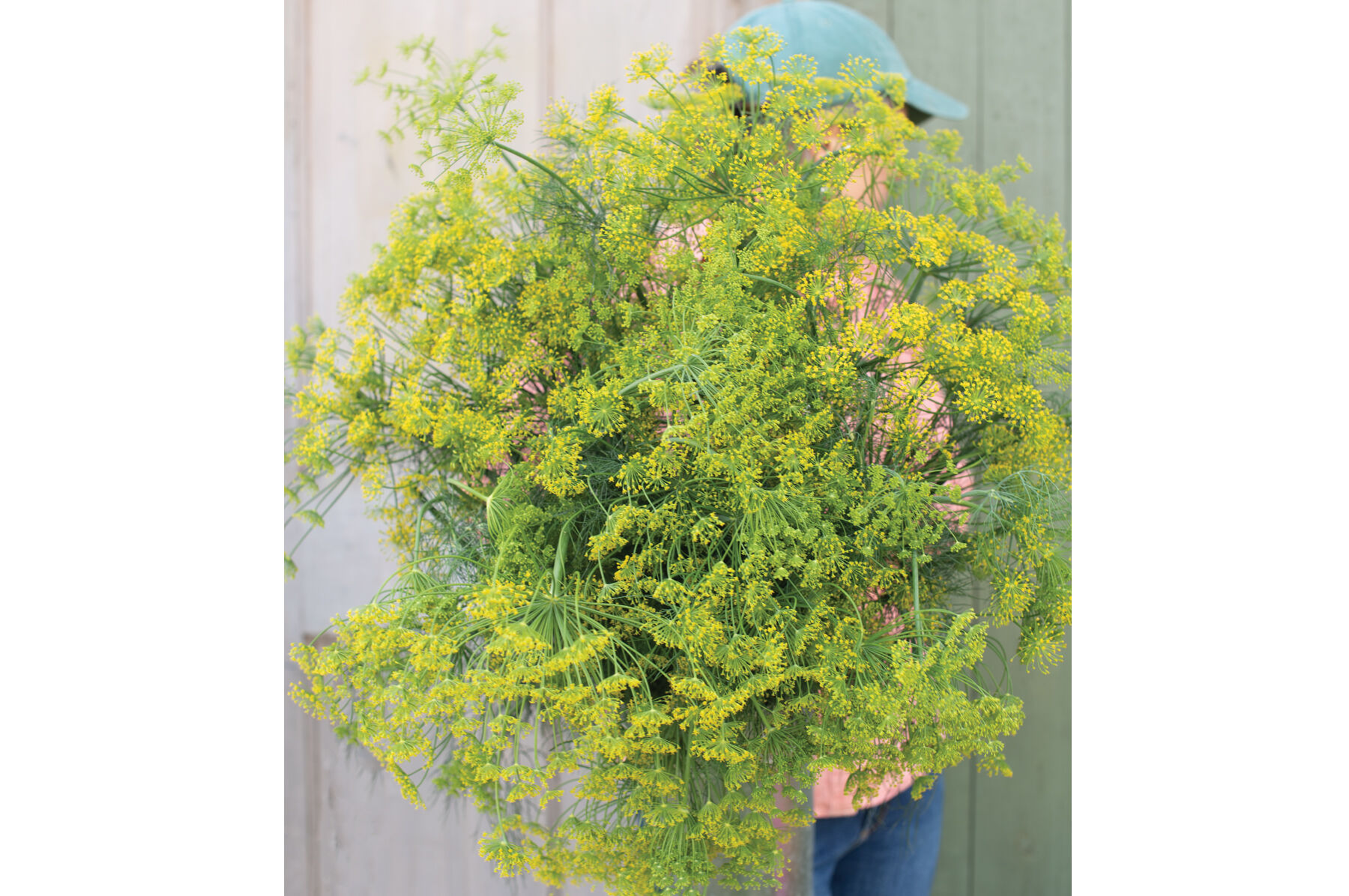 Bouquet Dill