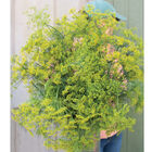 Bouquet Dill