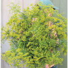 Bouquet Bouquet Dill