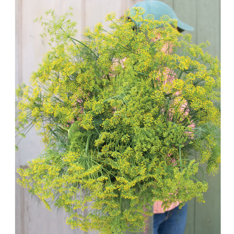 Bouquet Dill