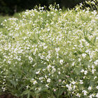 White Beauty Saponaria