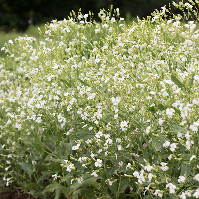 White Beauty Saponaria