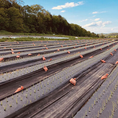 Black Weed Fabric – 3' x 820' Black Weed Fabric – 3' x 820' Mulches and Weed Barrier