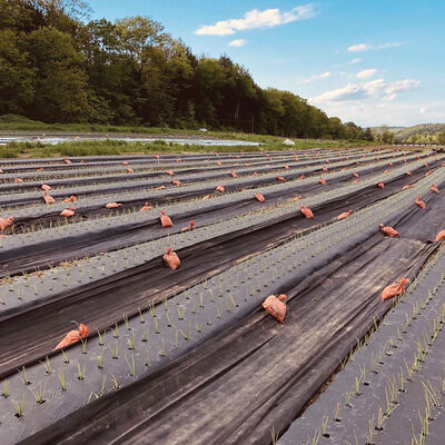 Black Weed Fabric – 3' x 820' Mulches and Weed Barrier