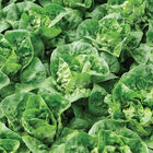 Gatsbi Bibb Lettuce