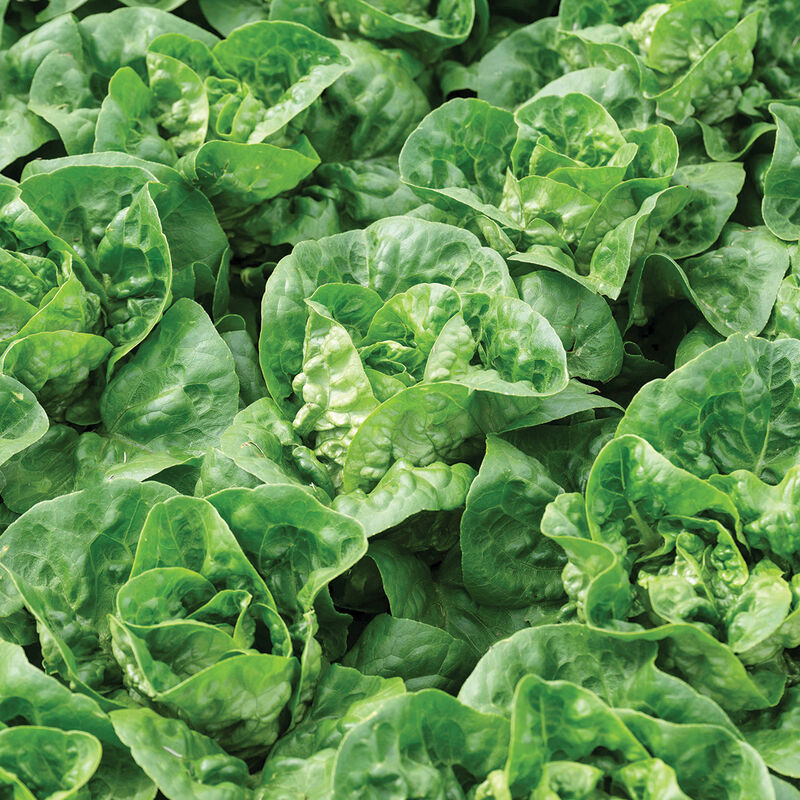 Gatsbi Bibb Lettuce