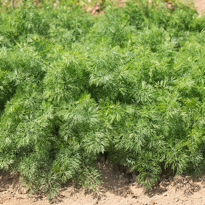 Baby's Breath Flower Seeds - 1 oz ~20,000 Seeds - Annual Flower - Buy Flower Garden Seeds Online