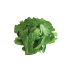 Deer Tongue Bibb Lettuce