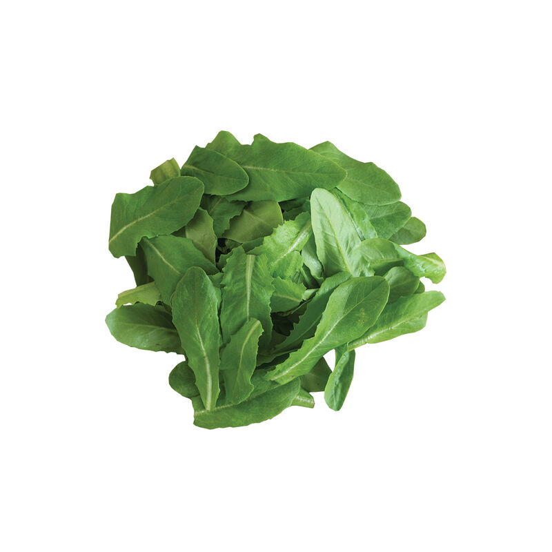 Deer Tongue Bibb Lettuce