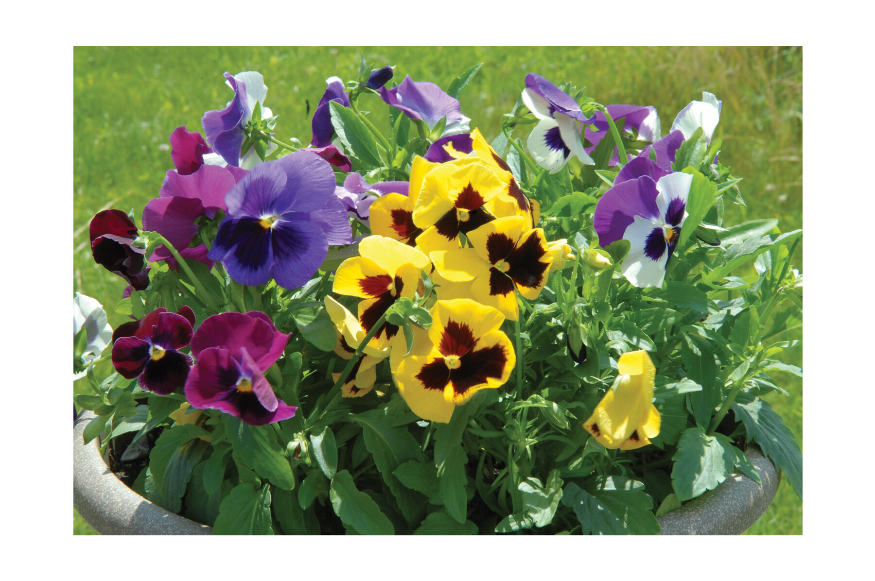 Majestic Giants II Formula Mix Viola (Pansy)