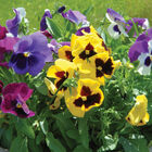Majestic Giants II Formula Mix Majestic Giants II Formula Mix Viola (Pansy)