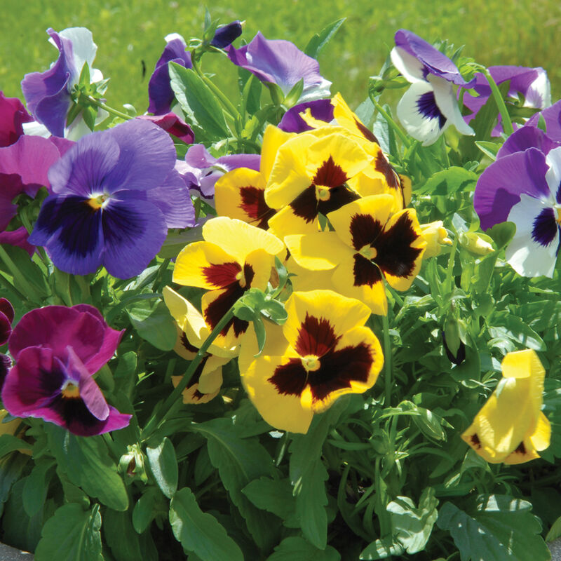 Majestic Giants II Formula Mix Majestic Giants II Formula Mix Viola (Pansy)