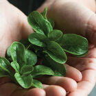 Vit Specialty Greens