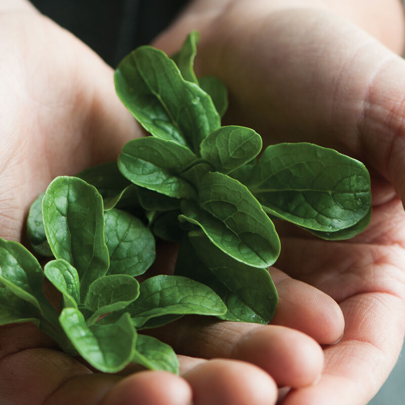 Vit Specialty Greens