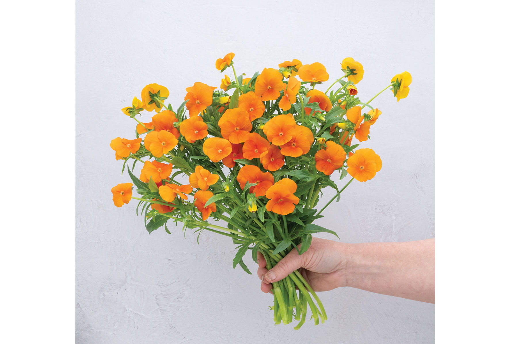 Sorbet® XP Deep Orange - (F1) Viola Seed | Johnny's Selected Seeds