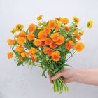Sorbet® XP Deep Orange Viola (Pansy)