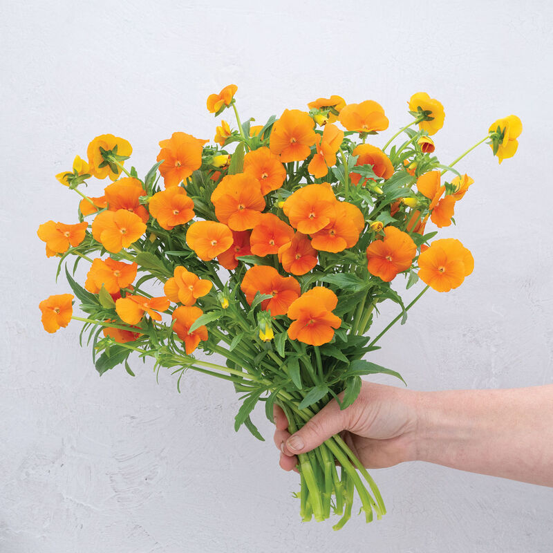 Sorbet® XP Deep Orange Viola (Pansy)