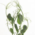 Tendril Pea Shoots