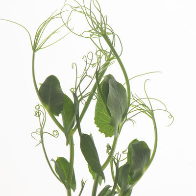 Tendril Pea Shoots