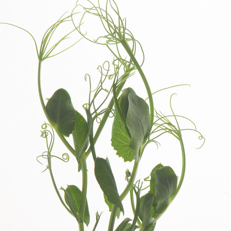 Tendril Pea Shoots