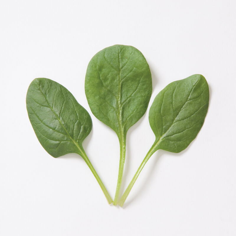 Leaf Vegetable Spinach Cutting Machine/Spinach/ Parsley/Lettuce