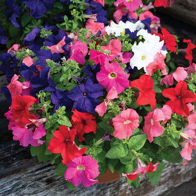 Dreams™ Mix Petunia