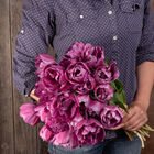 Blue Diamond Blue Diamond Tulips