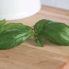 Genovese Genovese Basil