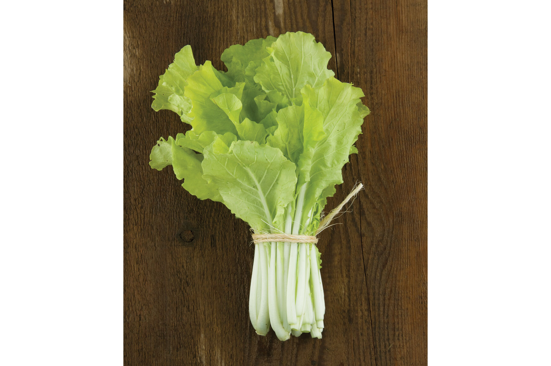 Tokyo Bekana Chinese Cabbage