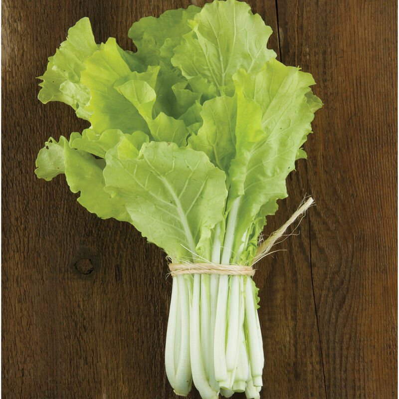 Tokyo Bekana Chinese Cabbage