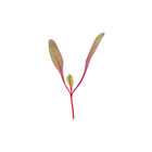 Beet, Bull's Blood Microgreen Vegetables
