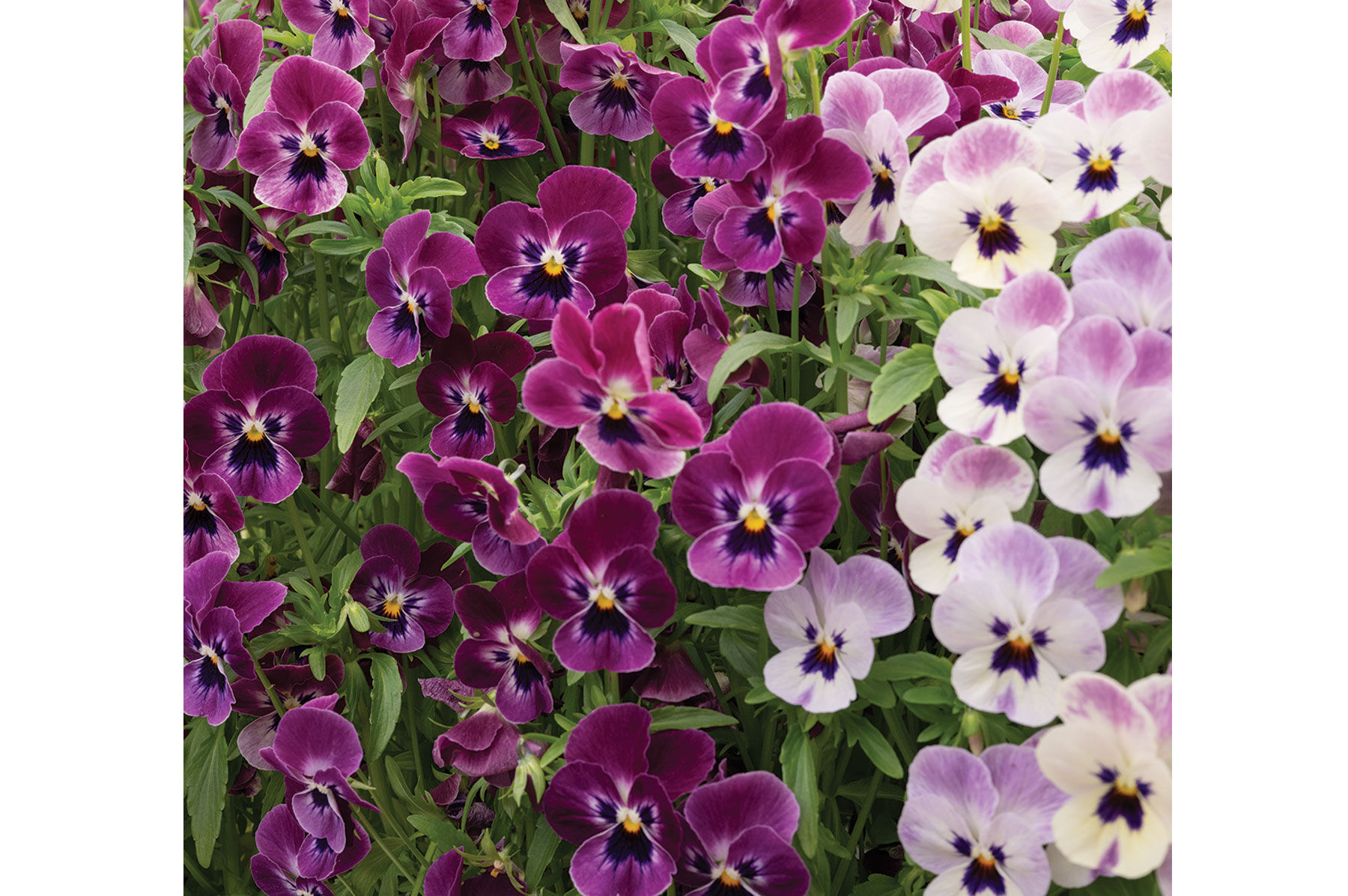 Johnny's Selected Seeds Sorbet XP Viola