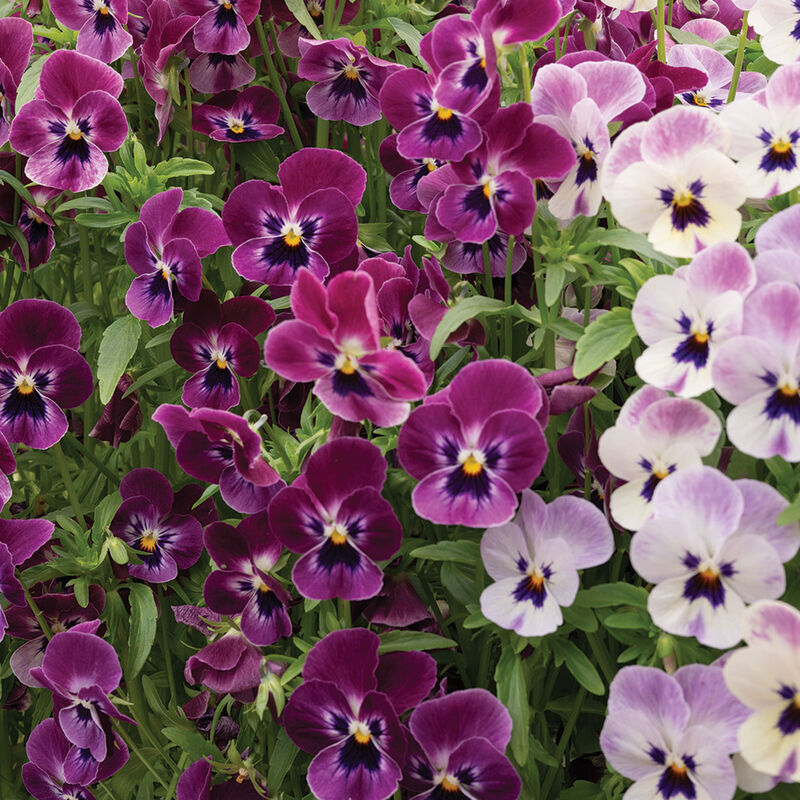 Sorbet® XP Raspberry Viola (Pansy)