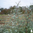 Silver Drop Silver Drop Eucalyptus