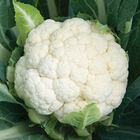 Skywalker Standard Cauliflower
