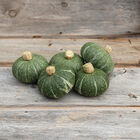 Sweet Jade Winter Squash